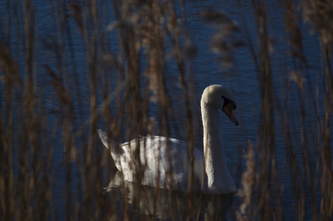 Cley Marshes swan